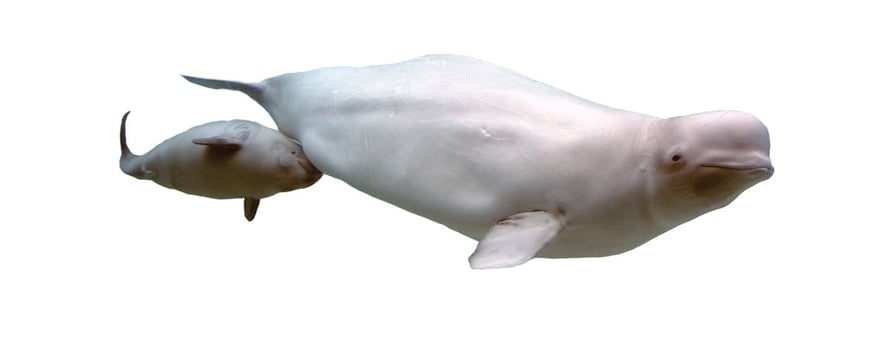 En belugahval med barn