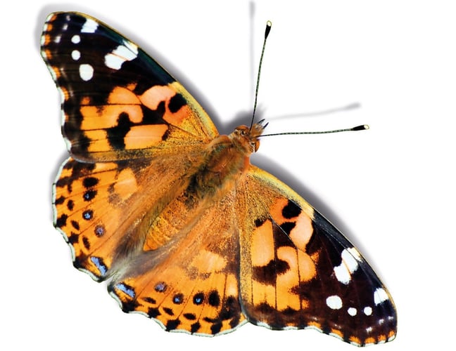 Bilde av en oransj og svart Tistelsommerfugl