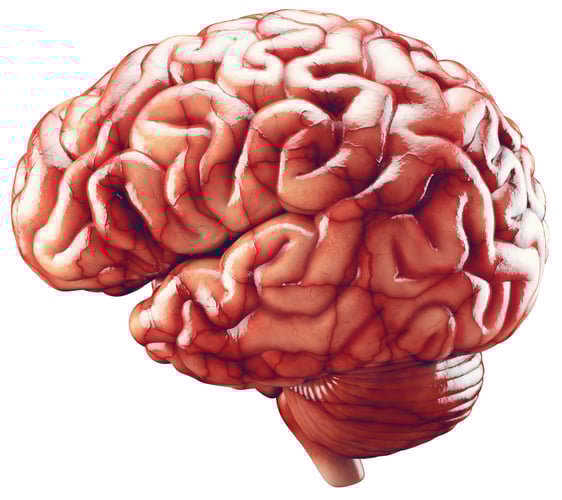 Nærbilde av en menneskehjerne.