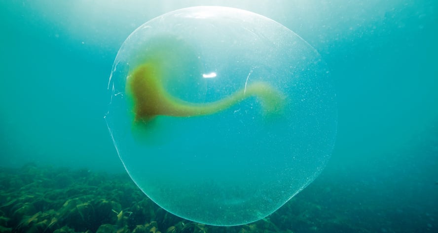 Et blekksprutegg som flyter rundt i vannet.