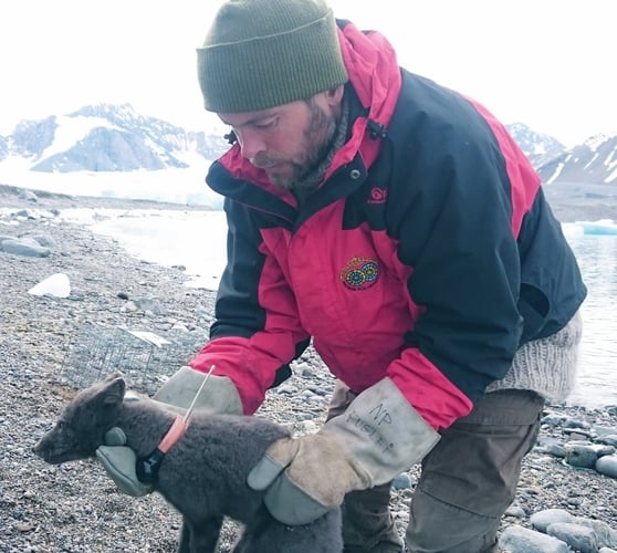 En mann fester en satellittsender på reven Anna som skal måle hennes bevegelser. 