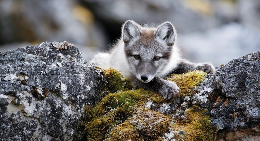 En hvit og grå rev ligger på noen steiner og slapper av. 