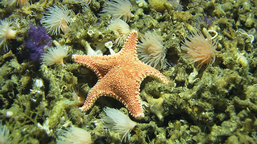 En sjøstjerne ligger på et korallrev under vann. 