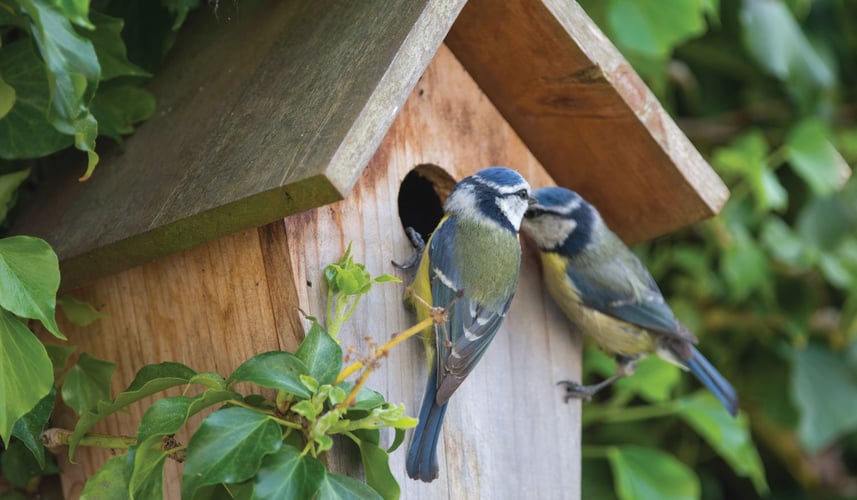 To blåmeis sitter ved inngangen til en fuglekasse i et tre
