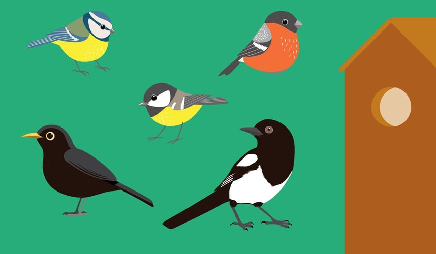 tegning av blåmeis, svarttrost, dompap, kjøttmeis, skjære og en fuglekasse