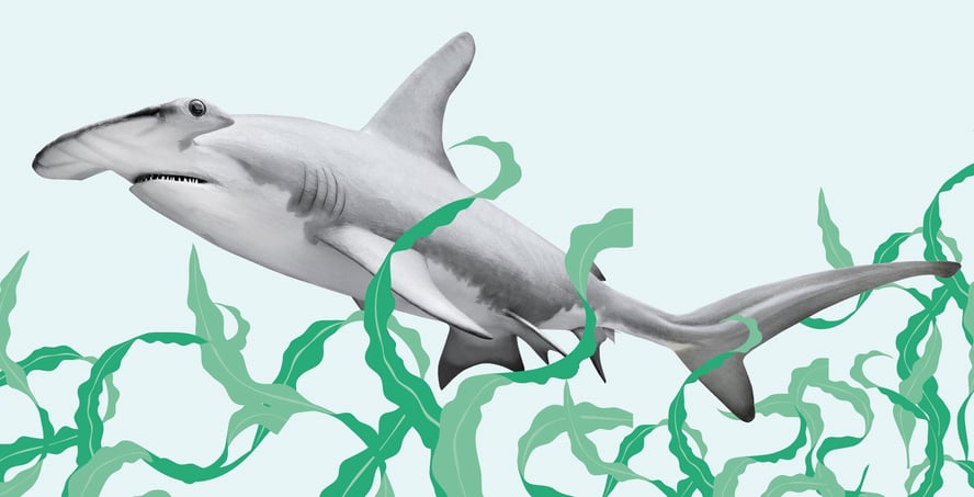 Hammerhai med tegnet sjøgress rundt