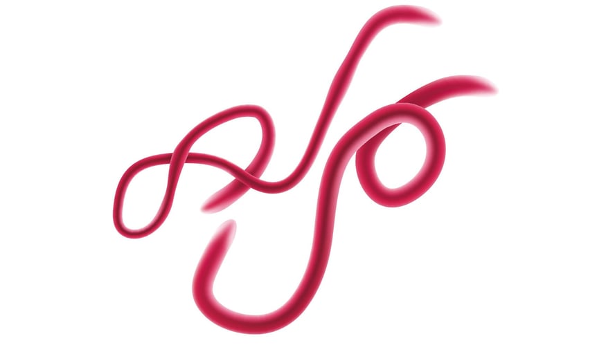 Tegning av rosa, lange, tynne marklignende ebolavirus mot hvit bakgrunn.