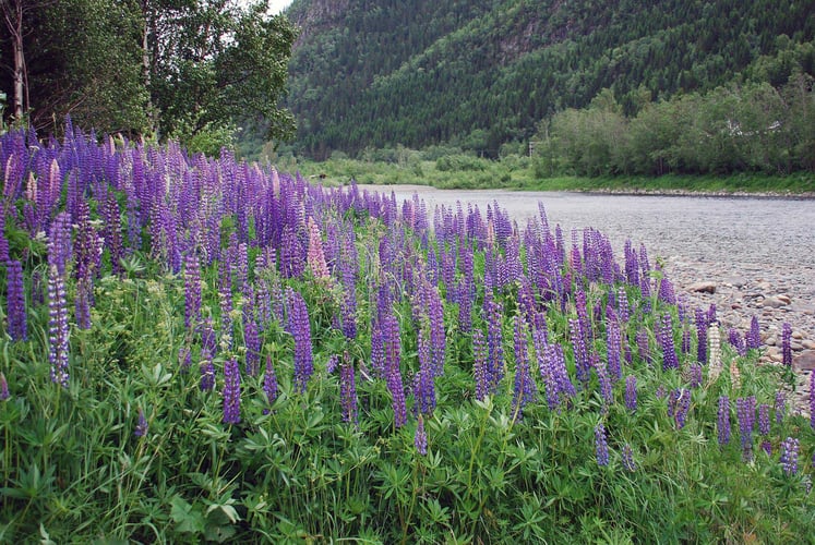 Lilla lupiner i en skråning ned mot vann