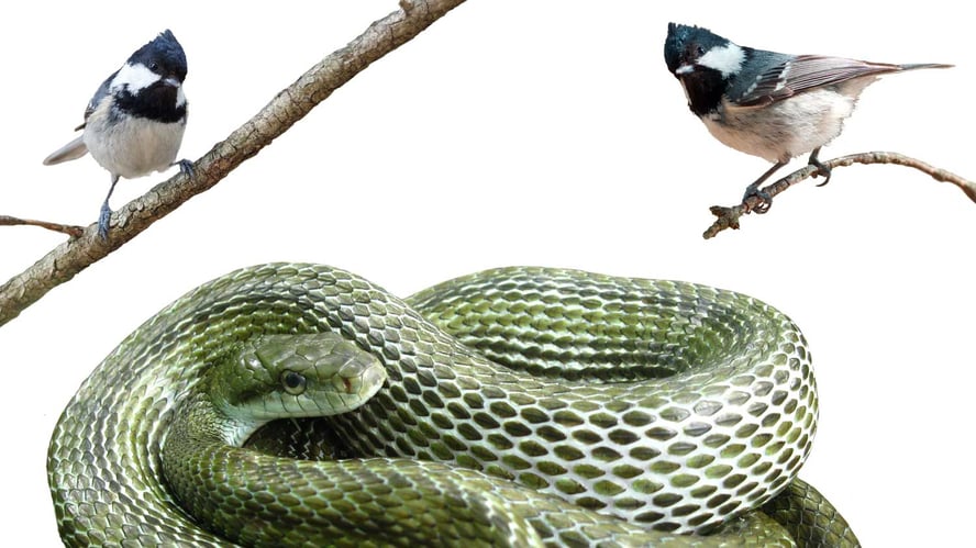 Collage med to kjøttmeiser og en grønn slange