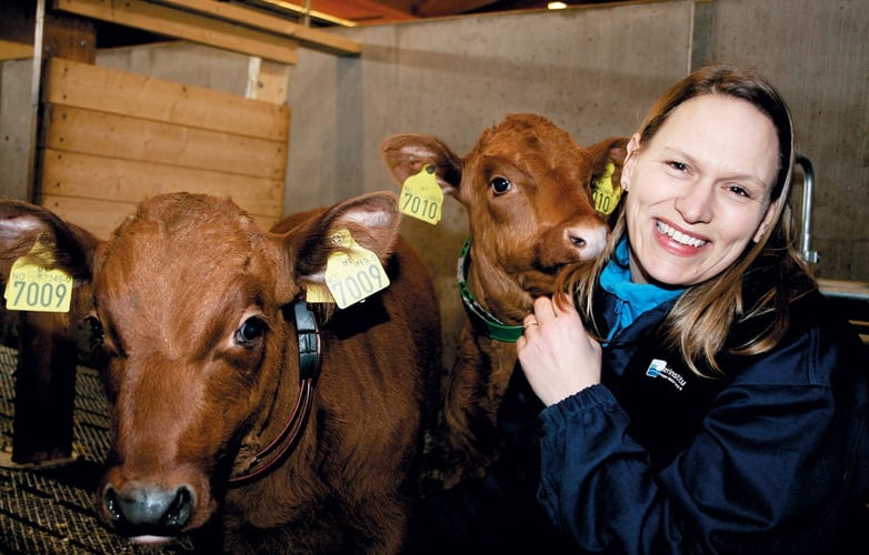 Forsker sammen med kuer i fjøset