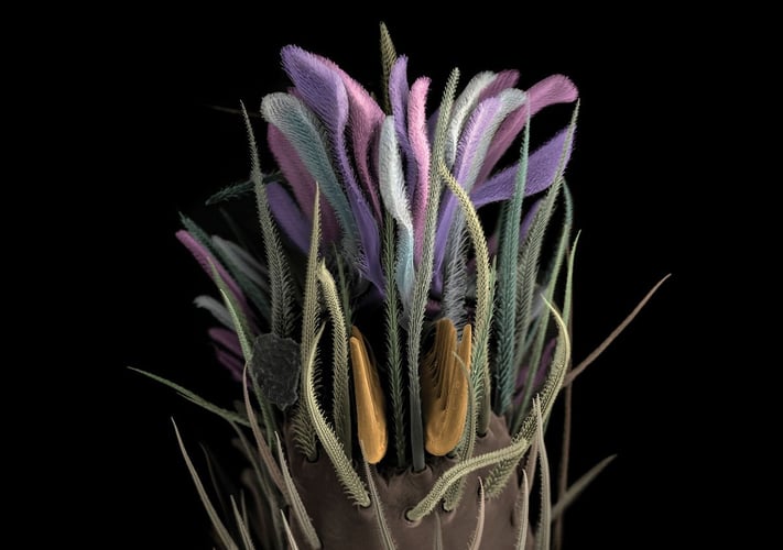 grønne, lilla og rosa hår ekstremt forstørret