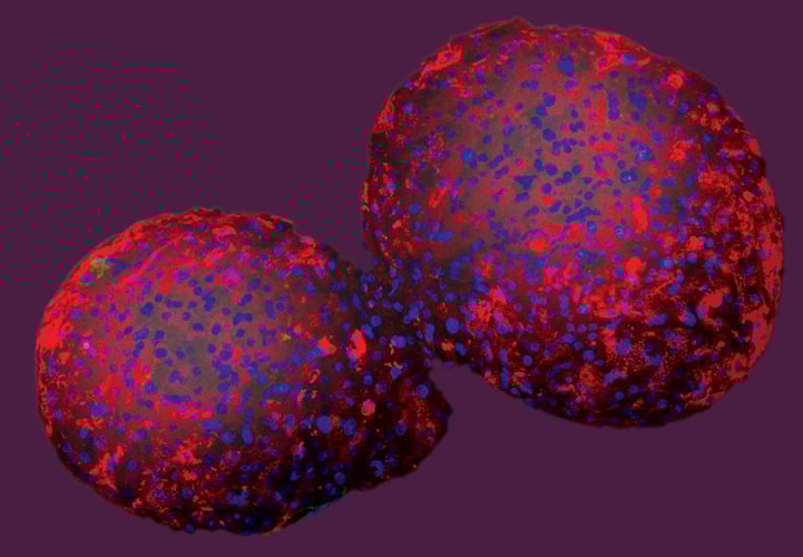 To runde former med røde og blå lysende flekker