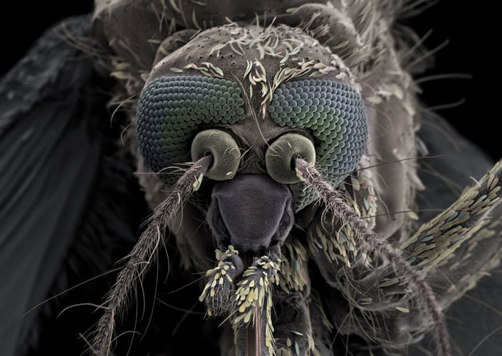 To store øyne med to følehorn som stikker ut