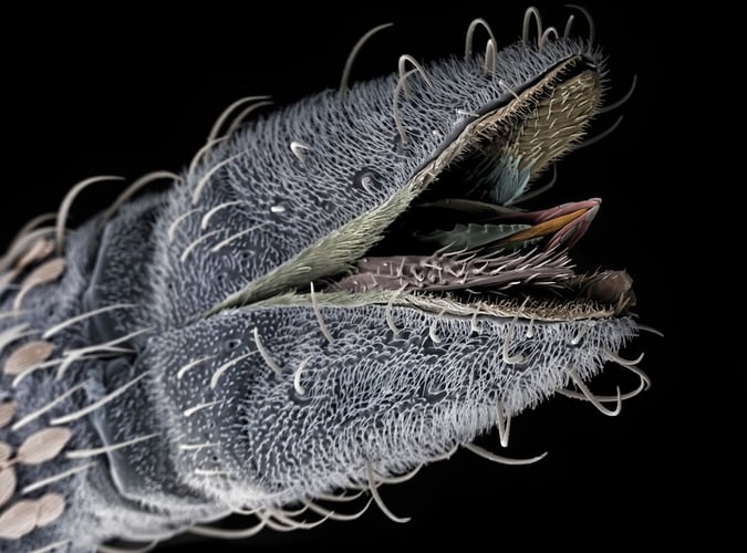 Hårete brodd med en liten spiss som stikker ut