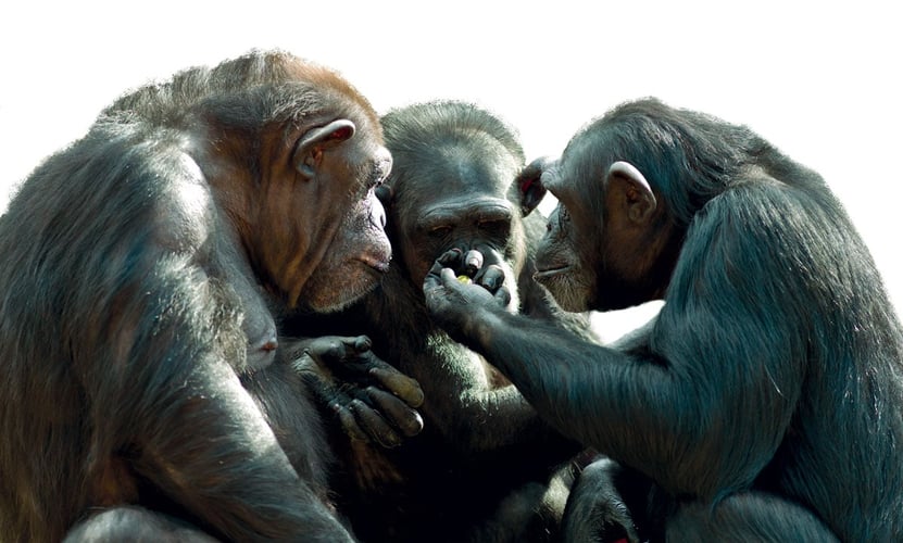 Tre simpanser sitter tett sammen og gestikulerer