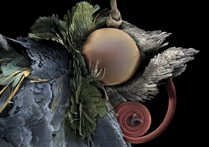 Nærbilde av sommerfugl