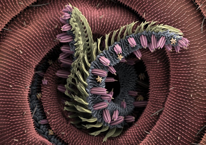 En kveil av røde former med små spisser og