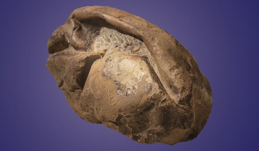 Brun klump formet som en punktert ball