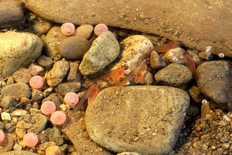 Lakseegg og lakseyngel på steinbunn i vann