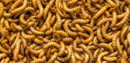 Melorm som krypertett-i-tett. 