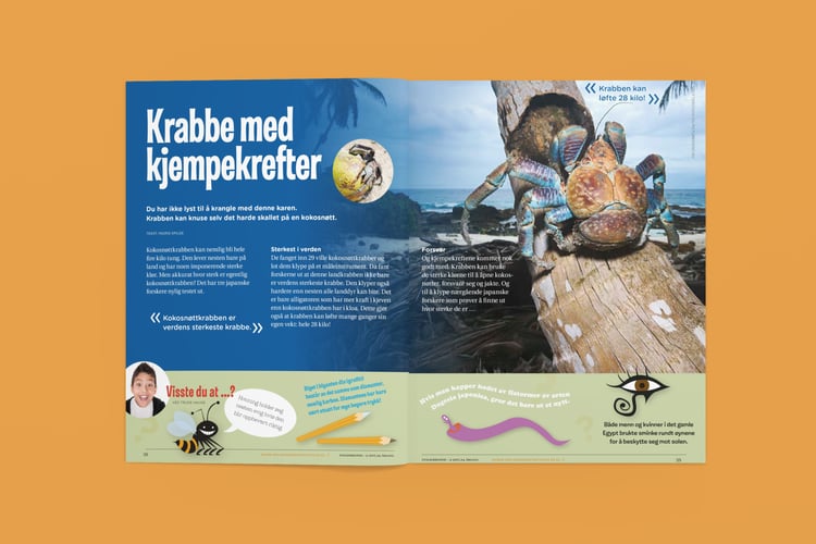 Oppslått Nysgjerrigperartikkel om krabbe med kjempekrefter