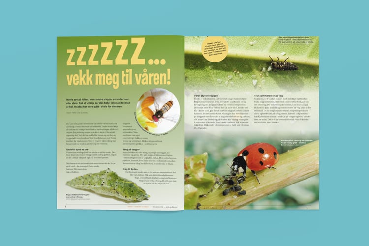 Bilde av artikkelen slik den ble vist i Nysgjerrigper-bladet