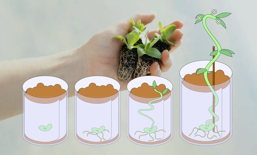En hand som holder litt jord der det vokser noen planter. Illustrasjon av fire begere der en plante utvikler seg fra at frø til gradvis en større plante.