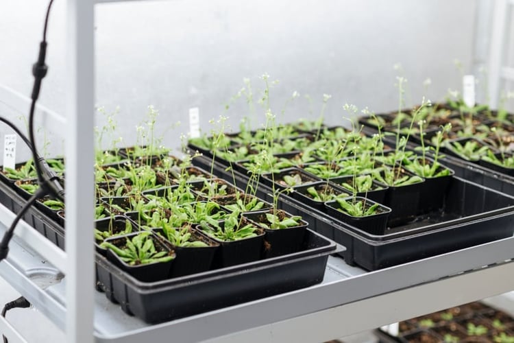 Planter i drivhus i sorte plastbegere plassert på brett i hyller.