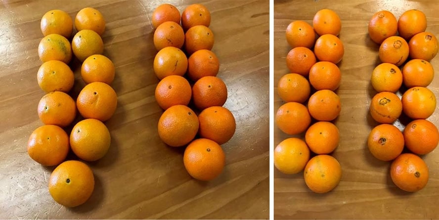 Appelsiner som er sortert i fire grupper ut fra størrelse på navle og farge