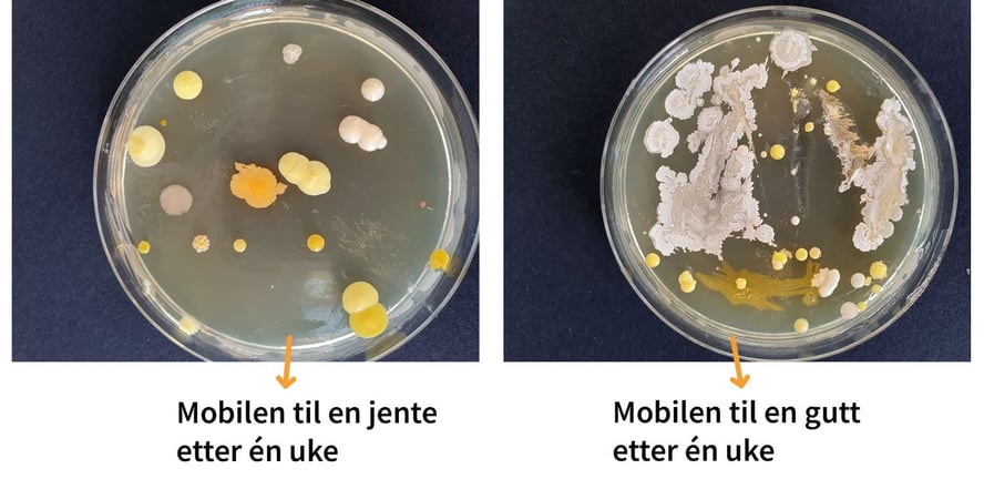 To petriskåler med bakterieprøver: En fra mobilen til en jente og en fra mobilen til en gutt