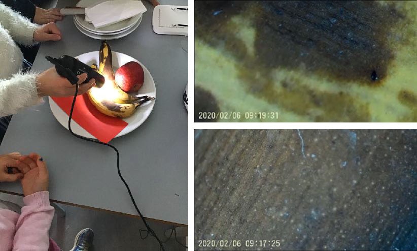 Brune bananer undersøkes med mikroskop