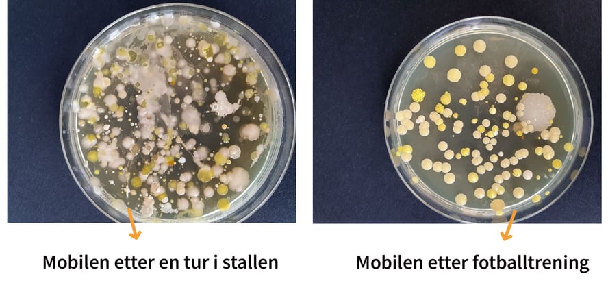 To petriskåler med bakterieprøver: En fra mobil som har vært på fotballtrening, og fra mobil som har vært i stallen