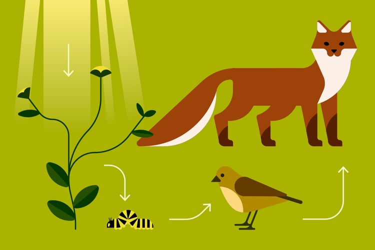Illustrasjon av solstråler, plante, larve, fugl og rev