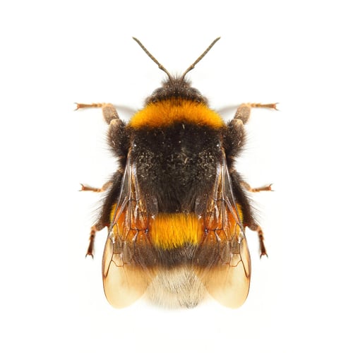 En humle sett ovenifra. Man ser de 6 beina, vingene og at den er stripete svart og gul. 