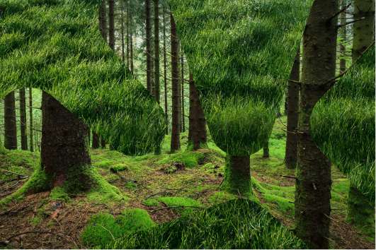 Trær i en grønn skog