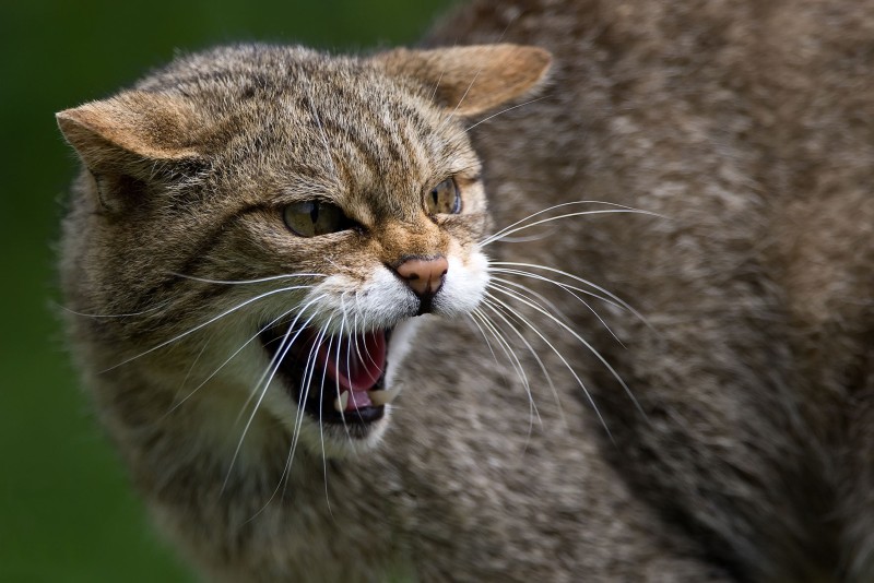 Villkatt som freser.