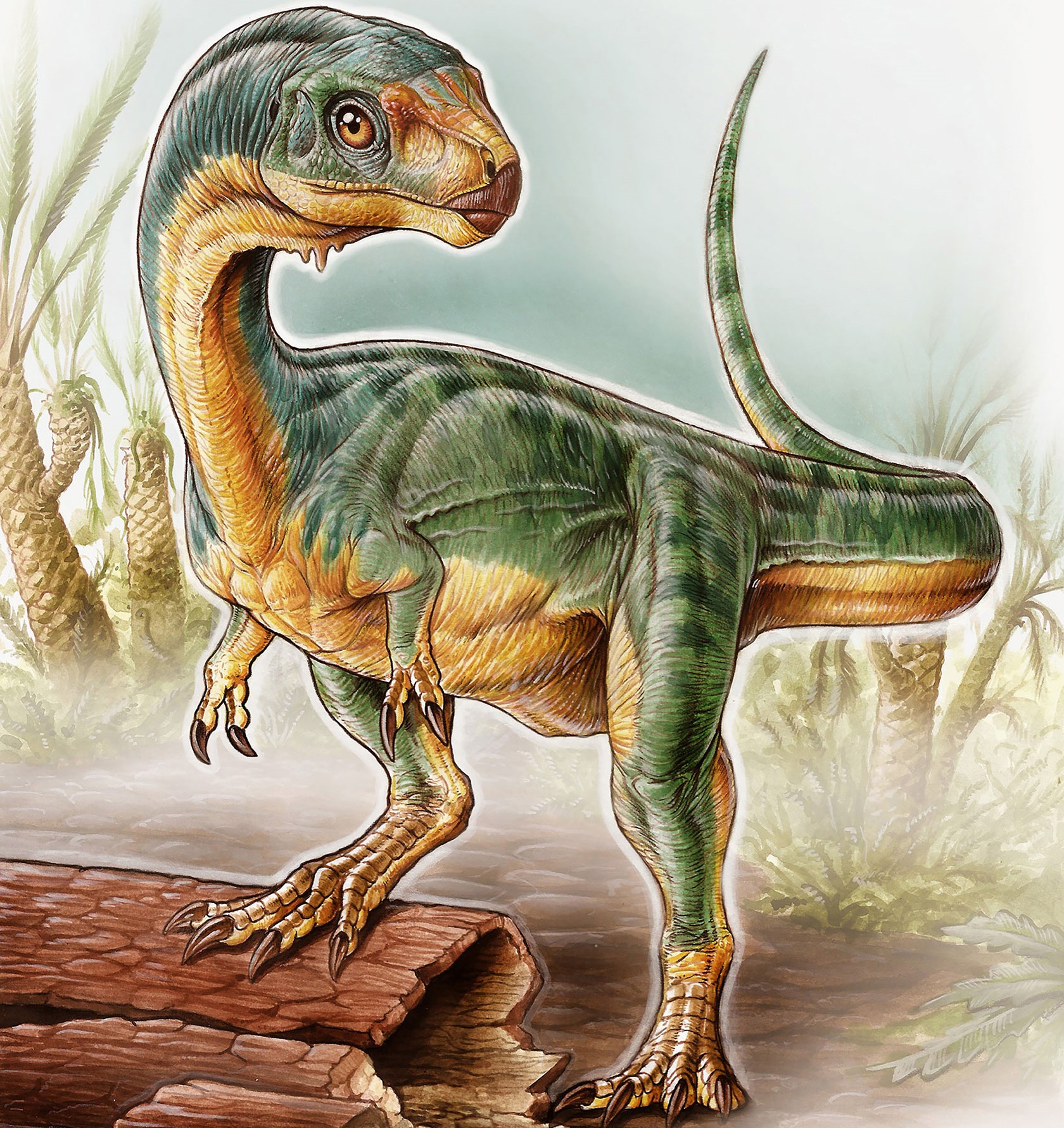 Illustrasjon av Chilesaurus, som ligner på en Tyrannosaurus rex.