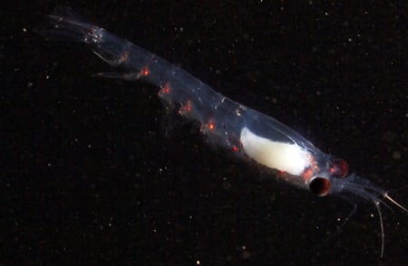 Krill på jakt etter mat i havet.