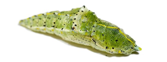 En grønn puppe.