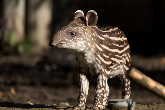 Nærbilde av en Tapir.