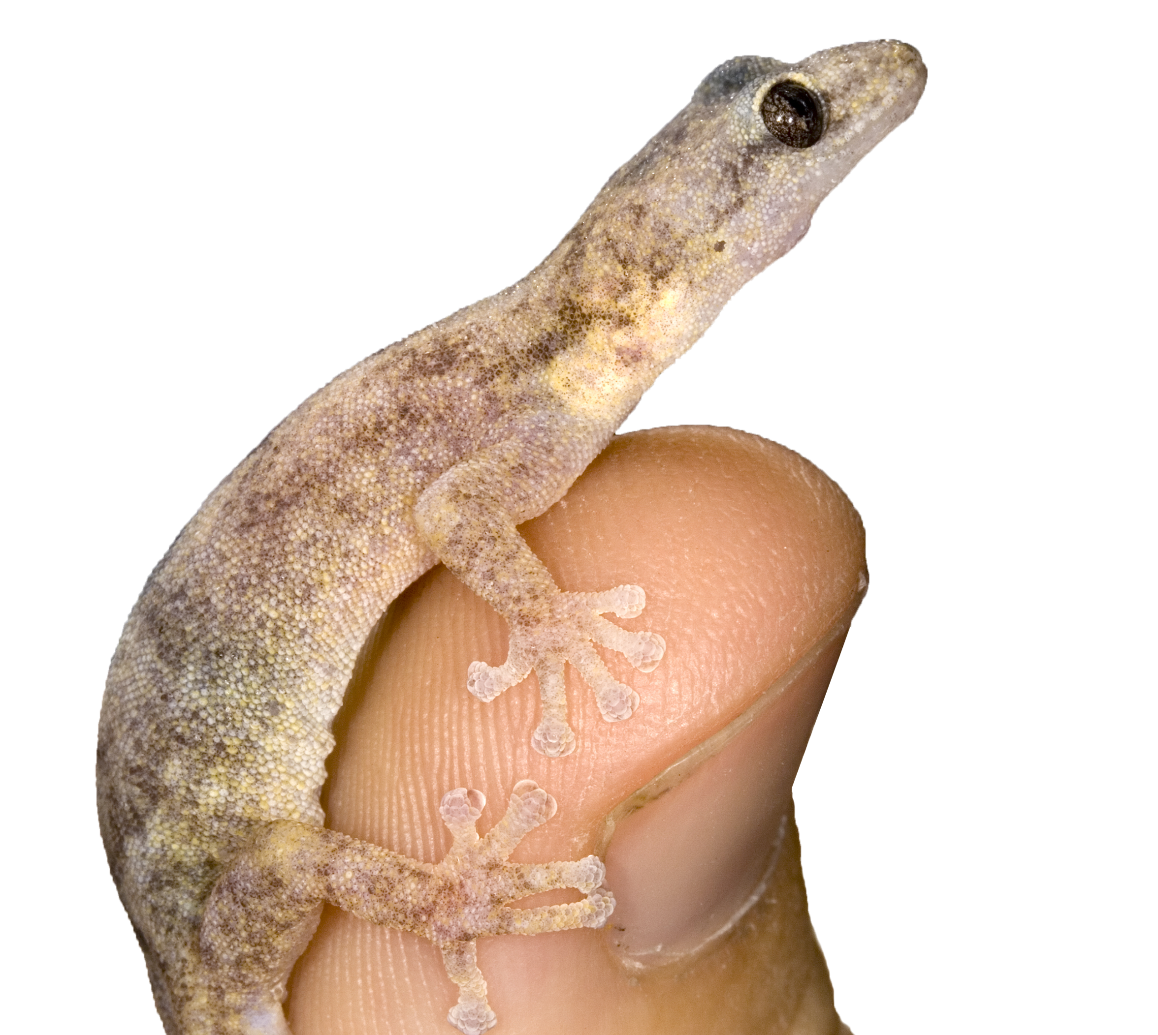 En liten gekko sitter på en finger.