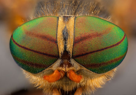 klegg-foto-Karsten-Sund-Naturhistorisk-museum-ved-UiO.jpg