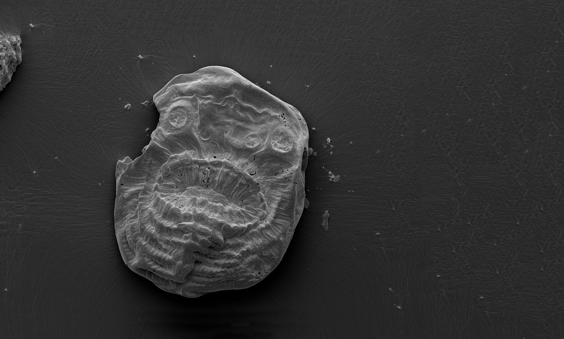 Fossil av virveldyret Saccorhytus