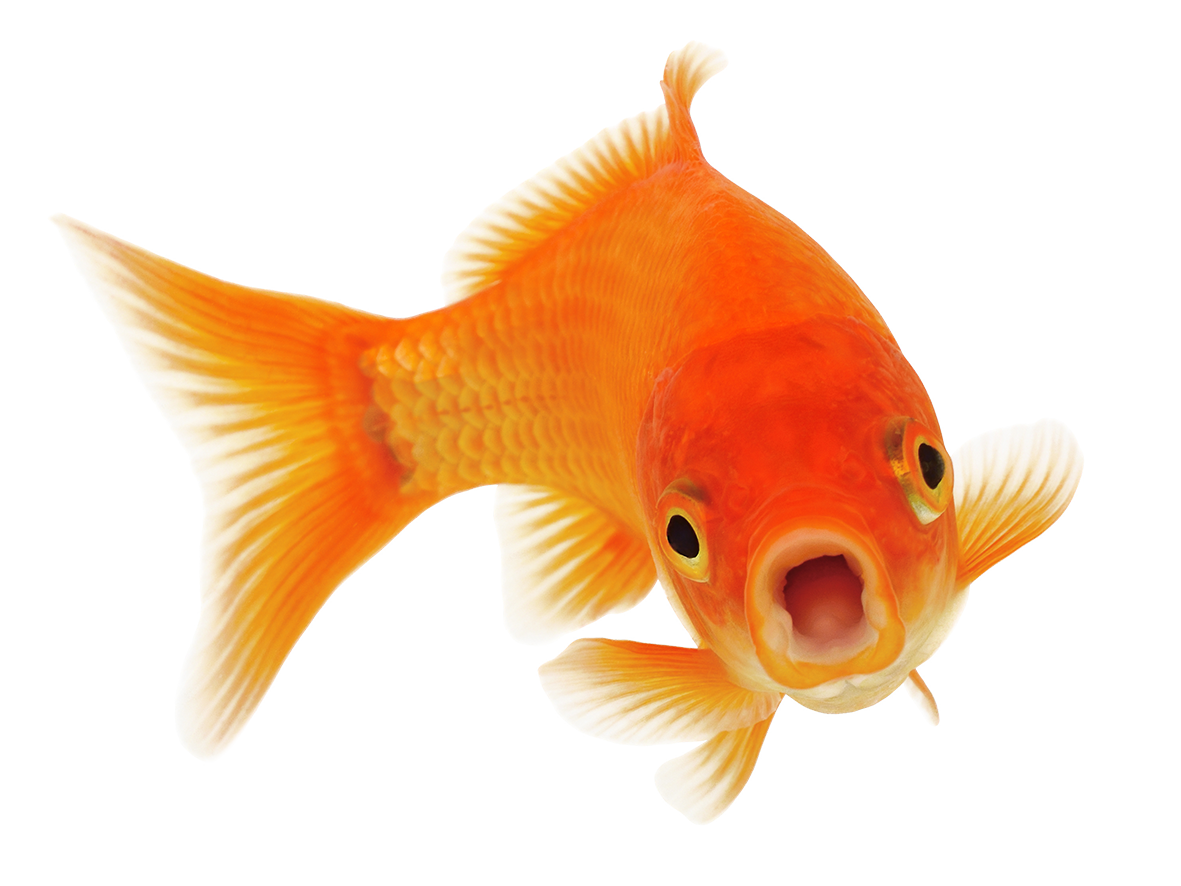 Nærbilde av en gullfisk