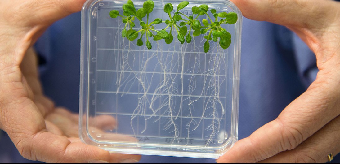 Nærbilde av vekstkammer for planter