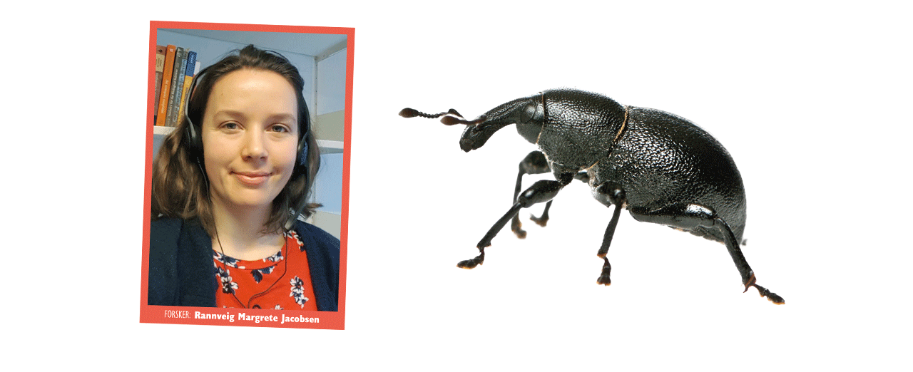 Insektforsker Rannveig Jacobsen og foto av snutebille