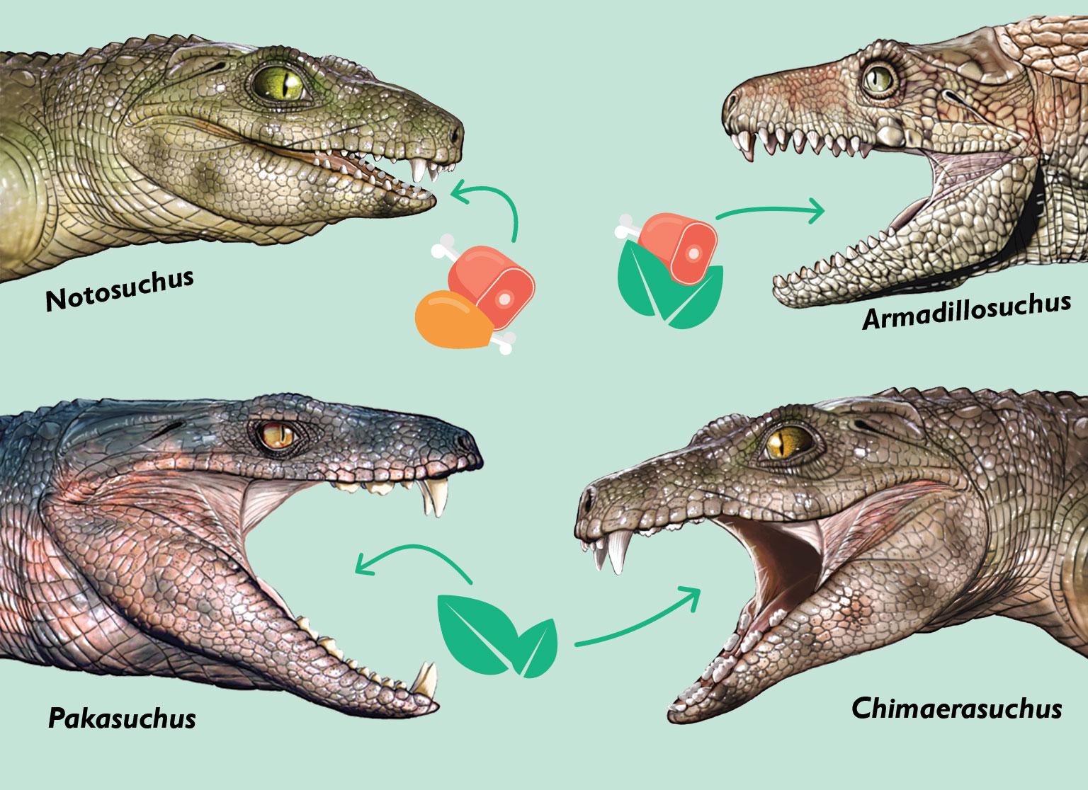 Tegning av fire utdødde krokodiller og hva de spiste. Notosuchus spiste kjøtt, Armadillosuchus var altetende. Pakasuchus og Chimaerasuchus var planteetere.