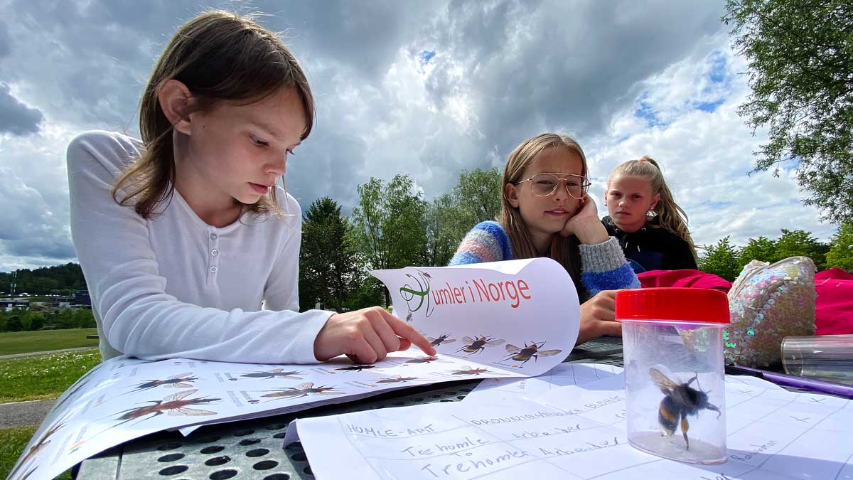 Tre elever studerer plakat med humler i Norge