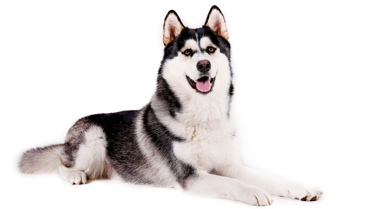 Trekkhund