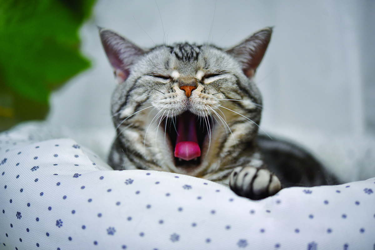 Katt gjesper